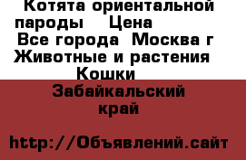 Котята ориентальной пароды  › Цена ­ 12 000 - Все города, Москва г. Животные и растения » Кошки   . Забайкальский край